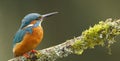 perched common kingfisher alcedo atthis Royalty Free Stock Photo