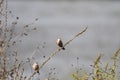 Perched common waxbill in a meadow