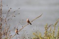 Perched common waxbill in a meadow