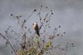 Perched common waxbill in a meadow