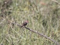 Perched common waxbill in a meadow