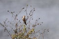 Perched common waxbill in a meadow