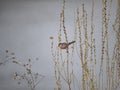 Perched common waxbill in a meadow