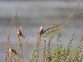 Perched common waxbill in a meadow