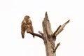 Perched in a dead pine tree drying it's feathers after the rain Royalty Free Stock Photo