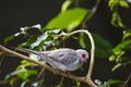 Perched Diamond Dove, Geopelia cuneata Royalty Free Stock Photo