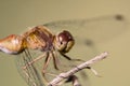 Perched Dragonfly Royalty Free Stock Photo