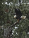 Perched eagle flaps it wings. Royalty Free Stock Photo