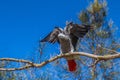 Perched Elegance: Grey Parrot Birds on a Tree Branch