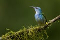 A perched female of shining honeycreeper