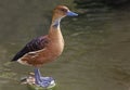 A Perched Fulvous Whistling-Duck, Dendrocygna bicolor