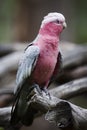 A perched galah