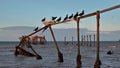 A perched gulp or flock of Great Cormorant (Phalacrocorax carbo) or Pucagon in Antartica, Chilean Patagonia