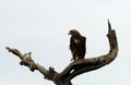 African Eagle perched on tree branch