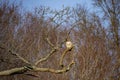 Winter Scene: Red-Tailed Hawk on Bare Tree Branch