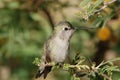 Perched Hummingbird