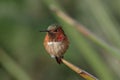 Perched hummingbird showing iridescence.