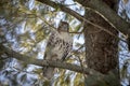 Perched Immature Red-Tailed Hawk Royalty Free Stock Photo