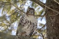 Perched Immature Red-Tailed Hawk