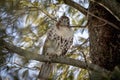 Perched Immature Red-Tailed Hawk