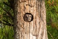 Perched inside a pine tree, an Eastern screech owl Megascops asio peers out from the nest hole Royalty Free Stock Photo