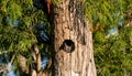 Perched inside a pine tree, an Eastern screech owl Megascops asio peers out from the nest hole Royalty Free Stock Photo