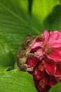 Perched on a Jewel of Burma Ginger flower is a Pinewoods treefrog Hyla femoralis Royalty Free Stock Photo