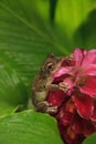 Perched on a Jewel of Burma Ginger flower is a Pinewoods treefrog Hyla femoralis Royalty Free Stock Photo