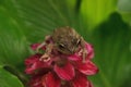 Perched on a Jewel of Burma Ginger flower is a Pinewoods treefrog Hyla femoralis Royalty Free Stock Photo