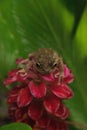 Perched on a Jewel of Burma Ginger flower is a Pinewoods treefrog Hyla femoralis Royalty Free Stock Photo