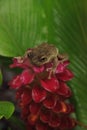 Perched on a Jewel of Burma Ginger flower is a Pinewoods treefrog Hyla femoralis Royalty Free Stock Photo