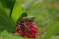 Perched on a Jewel of Burma Ginger flower is a Pinewoods treefrog Hyla femoralis Royalty Free Stock Photo