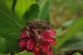 Perched on a Jewel of Burma Ginger flower is a Pinewoods treefrog Hyla femoralis Royalty Free Stock Photo