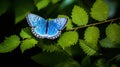 perched karner blue butterfly Royalty Free Stock Photo