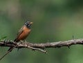 Cinnamon-breasted bunting Embrezia tahapisi Royalty Free Stock Photo