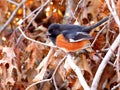 Perched male eastern towhee