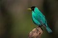 A perched male green honeycreeper