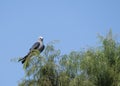 Perched Mississippi Kite