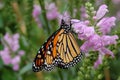 Perched monarch butterfly