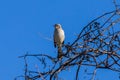 Perched Northern Mockingbird