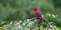 Perched Northern Red Cardinal