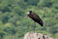 Perched Open-billed Stork