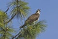 A perched osprey is calling out Royalty Free Stock Photo