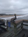 Perched out on the pier pelican