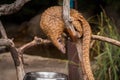 Perched Pangolin