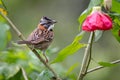 Perched peacefully on a flowered tree Royalty Free Stock Photo