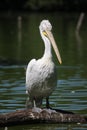 Perched pelican