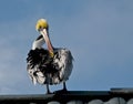 Perched pelican