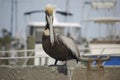 Perched Pelican Royalty Free Stock Photo