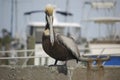 Perched Pelican